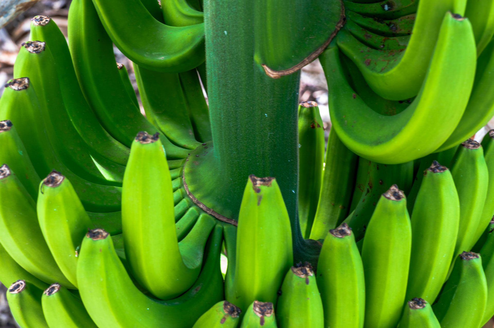 krumme Bananen
